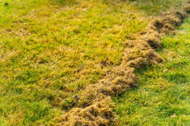 Kıştan sonra çimleri temizleme süreci. Baharda bahçe bakımı. Kuru otları temizlemek için çimleri fırçalıyorum..
