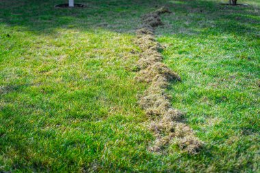 Kıştan sonra çimleri tırmıkladıktan sonra kuru ot miktarı. Baharda bahçe bakımı.