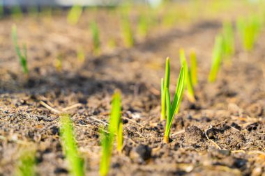 Baharın başlarında sebze bahçesi yatağında taze sarımsak filizlendi. Bahçede taze yeşil filizler.