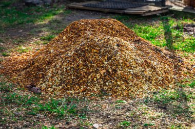 Ağaç budadıktan sonra dalları inceledikten sonra talaş yığını. Dalları kesmek için bir yonga makinesi kullanmak..