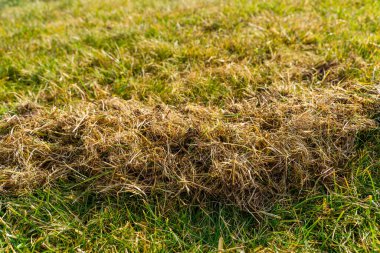 Çim temizleme ve havalandırmadan sonra kuru çim. Kış sonrası bahçe bakımı.
