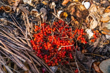 Gübre yığınında kırmızı viburnum var..