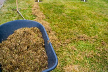 Bahar çim bakımı, çim temizleme ve havalandırma