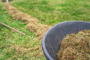 Baharda çimleri temizleme süreci. Bahçe arabasının arka planında kuru çimenler var..
