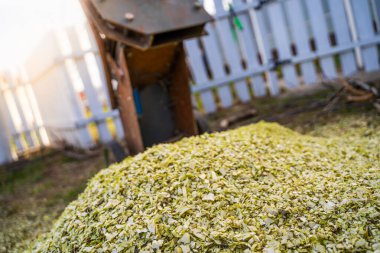 Bir yonga makinesinin arka planındaki ağaçları budadıktan sonra çipler. Dalları kestikten sonra sığ talaş.
