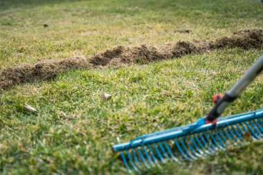 Kıştan sonra çimleri tırmıkladıktan sonra kuru ot miktarı. Baharda bahçe bakımı.