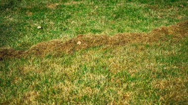 Kıştan sonra çimleri tırmıklamanın bir sonucu olarak kuru bir ot yığını. Bahar çim bakımı ve temizlik.