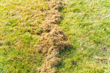 Kıştan sonra çimleri tırmıklamanın bir sonucu olarak kuru bir ot yığını. Bahar çim bakımı ve temizlik.