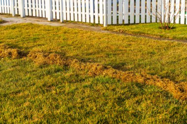 Çimleri biçtikten sonra bir yığın kuru ot. Baharın ilk saatlerinde çim bakımı.