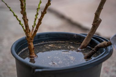 Bir kova suda kök salmış genç ağaç fideleri. Tohumları dikmeden önce özel bir çözeltiye batırmak.