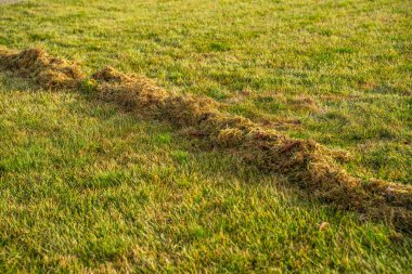 Çimleri biçtikten sonra bir yığın kuru ot. Baharın ilk saatlerinde çim bakımı.