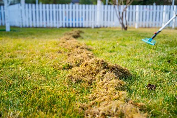 Kıştan sonra çimleri tırmıkladıktan sonra kuru ot miktarı. Baharda bahçe bakımı.