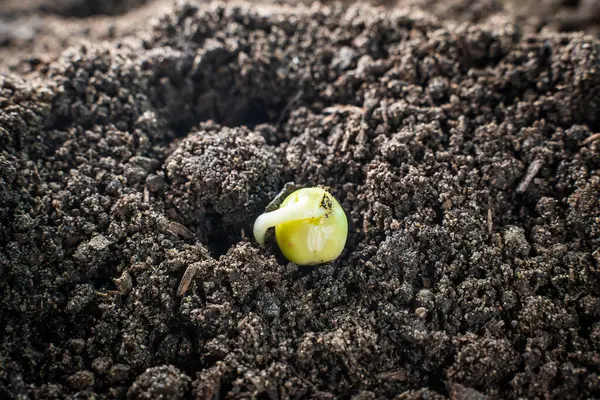 Bezelye tohumları yakın planda toprakta filizleniyor. Embriyonik kökler ve yapraklar. Bahçıvanlık sezonu başlıyor..