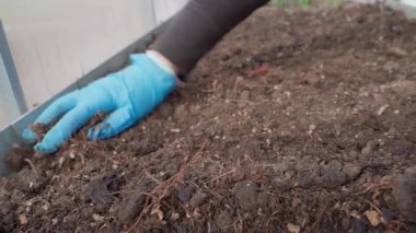 Toplum bahçesinde, bir bahçıvan toprağı özenle işleyerek toprağın besin açısından zengin ve ekime hazır olduğundan emin olmak için eldiven kullanır. Bahar bahçeye yeni bir hayat getirir..