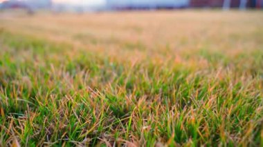 Parlak yeşil çimen yaprakları, sakin bir parkta güneş batarken rüzgarda hafifçe sallanıyor. Altın saat dinlenmek için mükemmel sakin bir atmosfer yaratır..