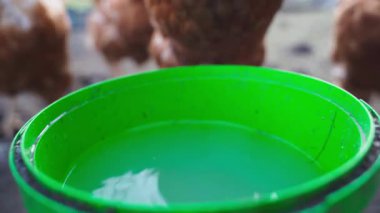 Yakından bakıldığında, çiftlik hayvanları toplanırken tatlı suyla dolu yeşil bir kova görülüyor. Güneş ışıl ışıl parlıyor, çiftlikte canlı bir atmosfer yaratıyor..