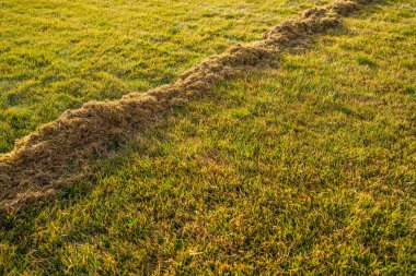 Çimleri biçtikten sonra bir yığın kuru ot. Baharın ilk saatlerinde çim bakımı.