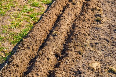Sebze bahçesi yataklarının topraklarındaki delikler tohumları ekmeden önce yapılır. Toprak sıra sıra ekilmek için hazırlandı..