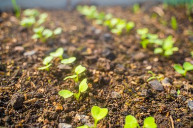 Bir serada, yakın plan bir yatakta serpilmiş turp. Turpun ilk yaprakları..