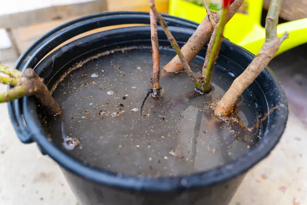 Bir kova suda kök salmış genç ağaç fideleri. Tohumları dikmeden önce özel bir çözeltiye batırmak.