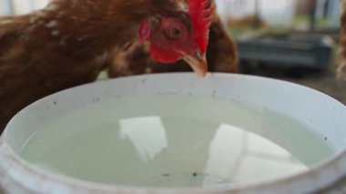 Lohmann kahverengi tavukları temiz su içiyorlar, yavaş çekimde. Yüksek kaliteli FullHD görüntüler
