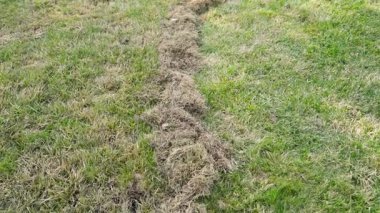 Kıştan sonra çimleri biçtikten sonra çimleri kurut. Bahar çimi bakımı ve temizlik. Yüksek kaliteli FullHD görüntüler