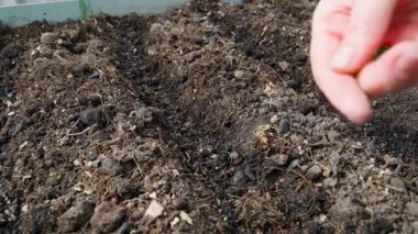Bir kadın sebze bahçesinde bir sırada tohum eker. Sığ yeşil tohumlar ekiyorum. Yüksek kalite 4k görüntü