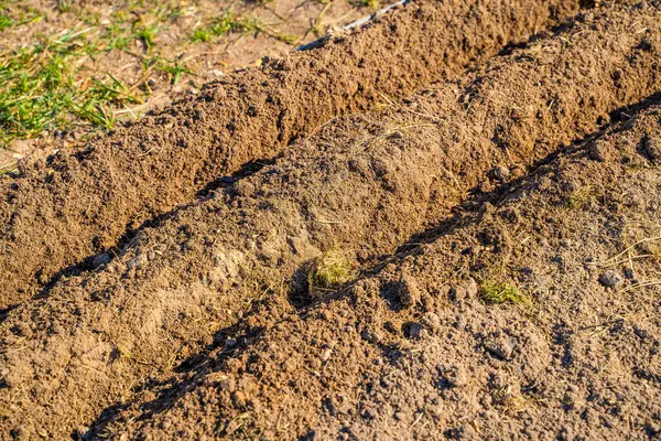 Sebze bahçesi yataklarının topraklarındaki delikler tohumları ekmeden önce yapılır. Toprak sıra sıra ekilmek için hazırlandı..