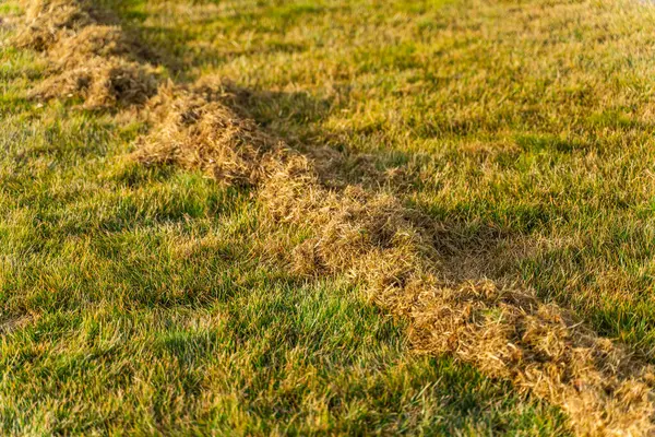Sabahın erken saatlerinde, hafif ışıklandırma. Mevsimden önce temizlik ve bakım sırasında çim biçmek. Çimenler kuru çimlerden tarandı.