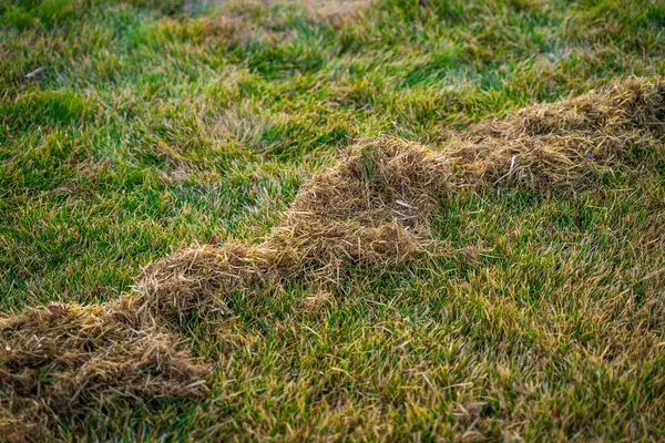 Kıştan sonra çim biçme işlemi, çimleri tarama. Kıştan sonra çimleri temizliyorum. Baharda bahçe bakımı.