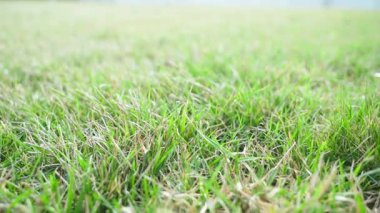 Kıştan sonra yeşil çimlerin yanındaki kameranın yavaş çekimleri, yakın çekim. Baharda yeşil çimen. Yüksek kaliteli FullHD görüntüler