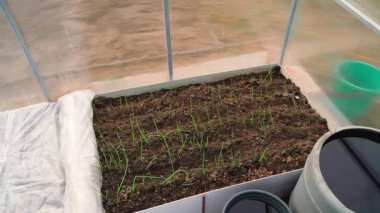 Baharın başında bir seranın yatağında büyüyen taze soğanlar. Pürüzsüz kamera hareketi. Yüksek kaliteli FullHD görüntüler