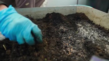 Bir serada bahçe yatağında lastik eldivenlerle çalışma süreci, yakın plan. Sırayla tohum ekiyorum. Yüksek kaliteli FullHD görüntüler