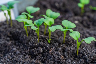 Toprakta büyüyen taze filizler..