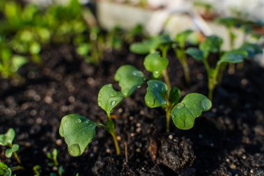 Suda filizlenen taze filizler toprağın içinde büyüyen yakın çekim damlaları..