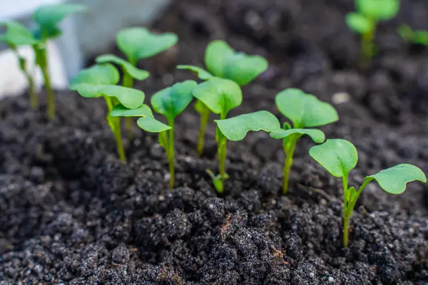 Toprakta büyüyen taze filizler..