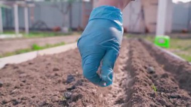 Sebze bahçesi yatağında kumun üzerine havuç tohumu ekme yöntemi, yakın plan. Baharın başında sebze bahçesinde çalış. Yüksek kaliteli FullHD görüntüler