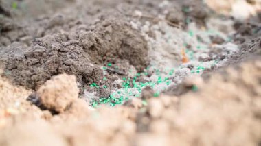 Soğan tohumlarının yakın plan çekimleri haşere kontrol katkı maddeleriyle hazırlanmış toprağa ekiliyor. Yüksek kaliteli FullHD görüntüler