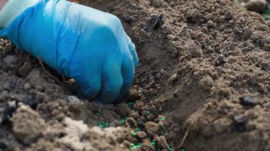 Mavi kauçuk eldivenli bir el sebze bahçesinin toprağına soğan tohumlarını yavaş çekimde eker. Tohum ekmek için zararlılardan yeşil toprak katkı maddesi. Yüksek kaliteli FullHD görüntüler