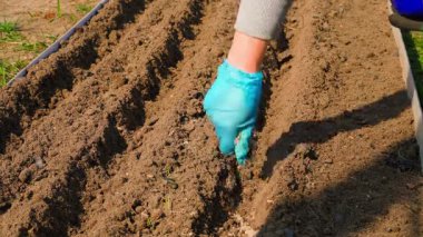 Mavi kauçuk eldivenli bir kadın, sebze bahçesindeki bir sıra oluğa kumla karıştırılmış havuç tohumları eker. Tohum ekme süreci. Yüksek kalite 4k görüntü