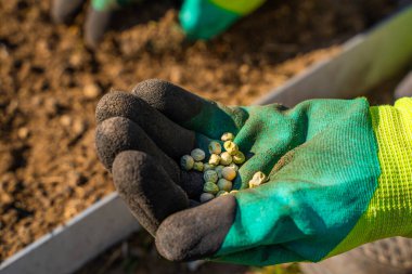 Lastik eldivenli kadın eller baharda bir sebze bahçesinin toprağına yeşil bezelye tohumu eker..