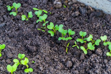 Toprakta büyüyen taze filizler..