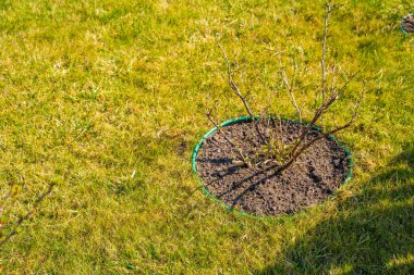 Baharda yapraksız bektaşi üzümü çalısı güneşli bir günde yeşil çimlerle çevrili..