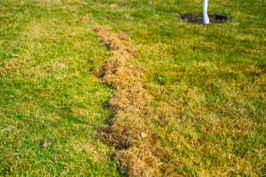 Kıştan sonra çimleri tırmıkladıktan sonra kuru ot miktarı. Baharda bahçe bakımı.