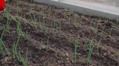 Seradaki bir yatakta taze soğan yetişen bir yatağı sulandırmak, ağır çekim. Taze soğanlar baharda yetişir. Yüksek kaliteli FullHD görüntüler