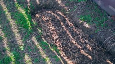 Çukurda talaş tozuyla tavuk gübresi depolamak. Yüksek kaliteli FullHD görüntüler