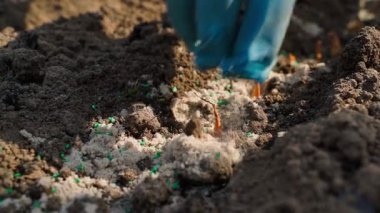 Sebze bahçesine soğan ekme işlemi, yakın plan. Yüksek kaliteli FullHD görüntüler