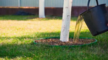 İlkbaharda ağaçları gübre karışımıyla sulamak, hızlandırılmış. Kıştan sonra ağaçları gübrelemek, genç bir bahçe. Yüksek kaliteli FullHD görüntüler