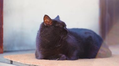 Terasın girişinde halıya uzanmış güzel siyah kedi, yakın plan. Yüksek kalite 4k görüntü