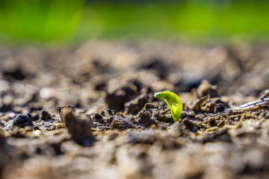 Sebze bahçesinde filizlenen ilk bezelye yaprağı, yakın plan..